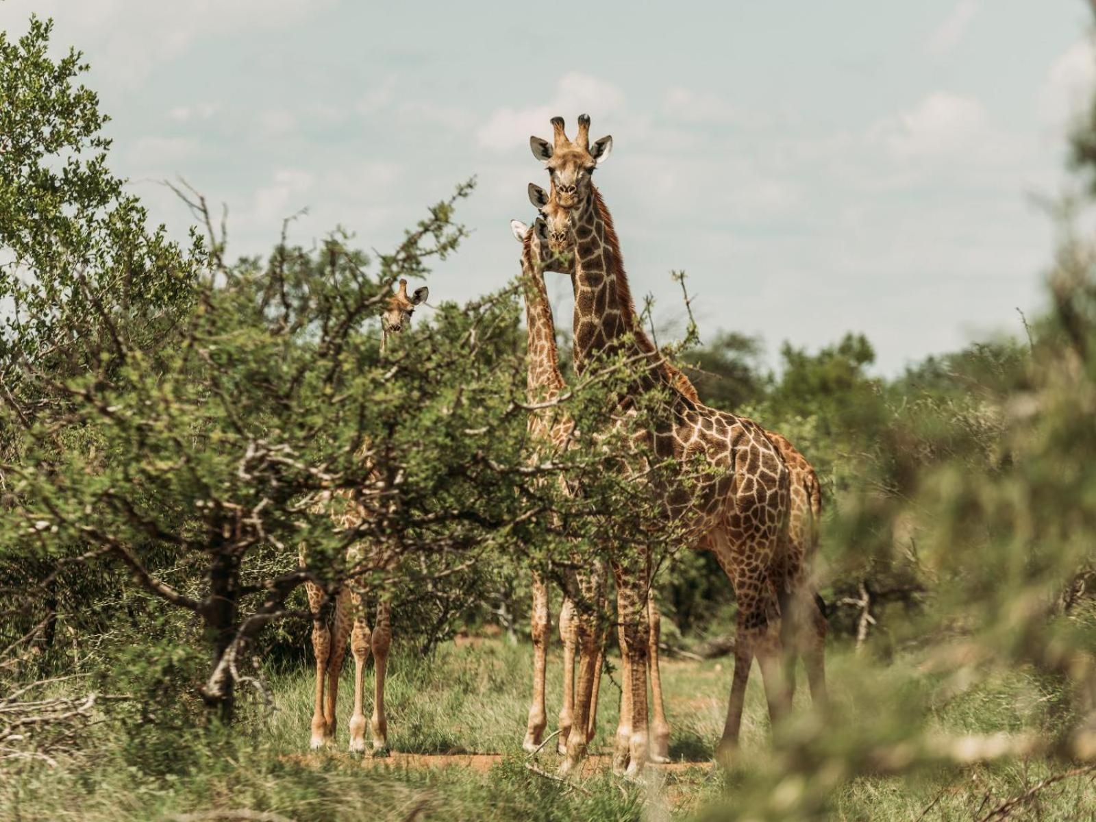 Maroelani Lodge- Greater Kruger Private Reserve Hoedspruit Εξωτερικό φωτογραφία