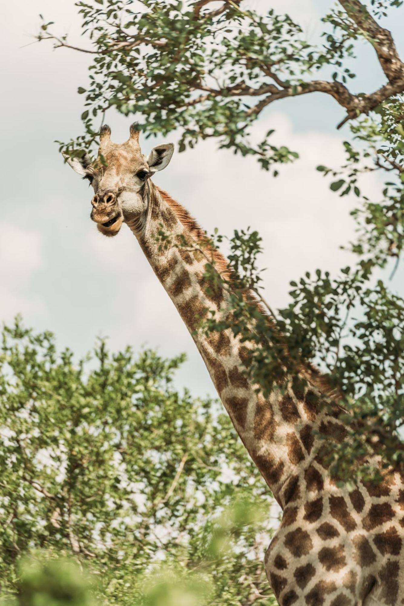 Maroelani Lodge- Greater Kruger Private Reserve Hoedspruit Εξωτερικό φωτογραφία