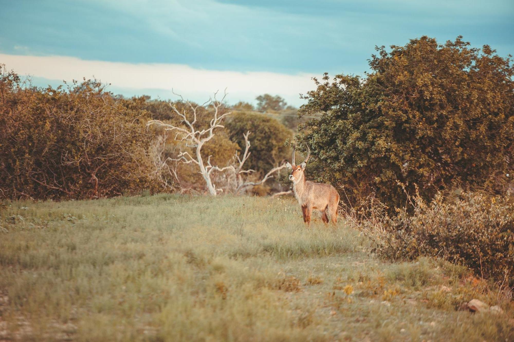 Maroelani Lodge- Greater Kruger Private Reserve Hoedspruit Εξωτερικό φωτογραφία