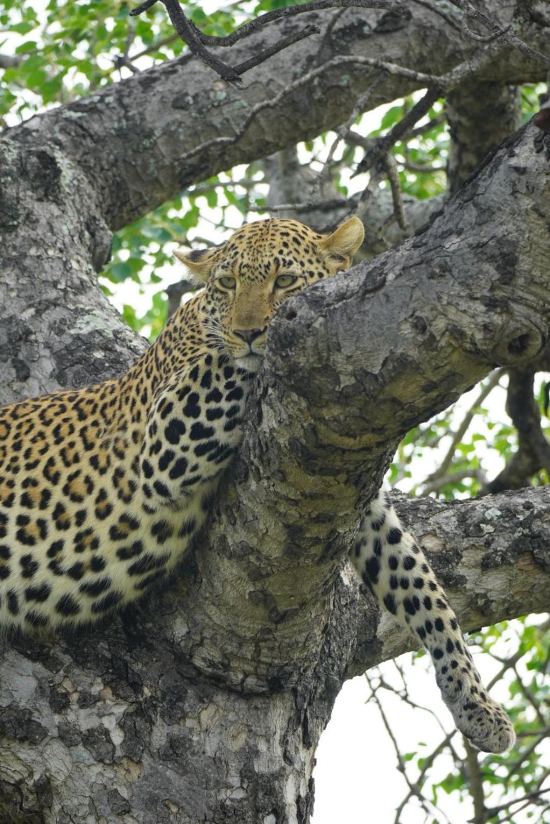 Maroelani Lodge- Greater Kruger Private Reserve Hoedspruit Εξωτερικό φωτογραφία