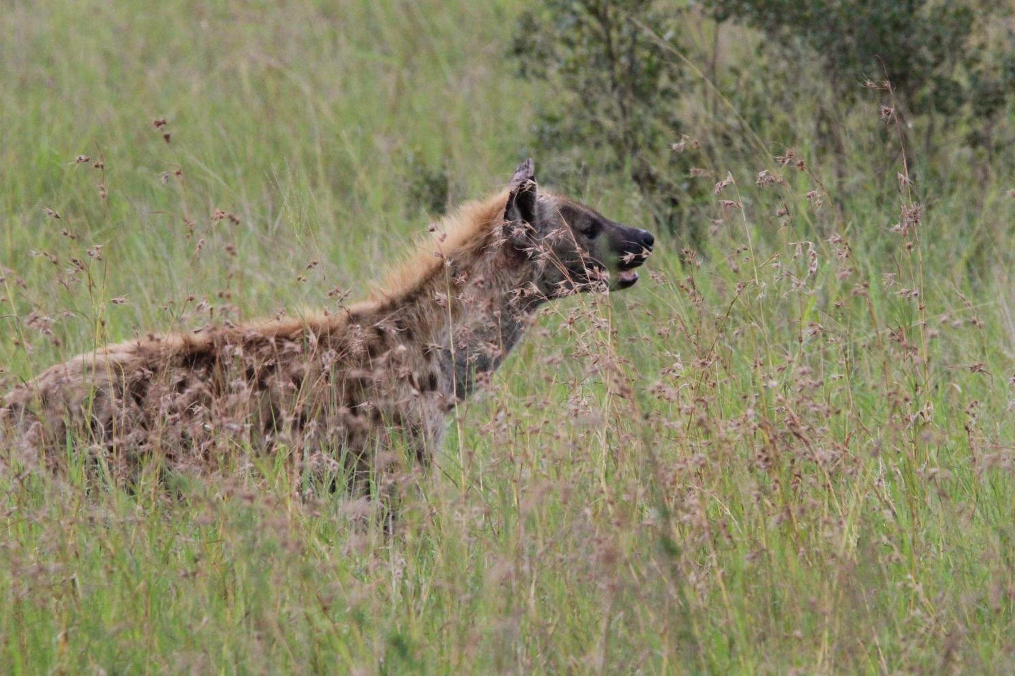 Maroelani Lodge- Greater Kruger Private Reserve Hoedspruit Εξωτερικό φωτογραφία