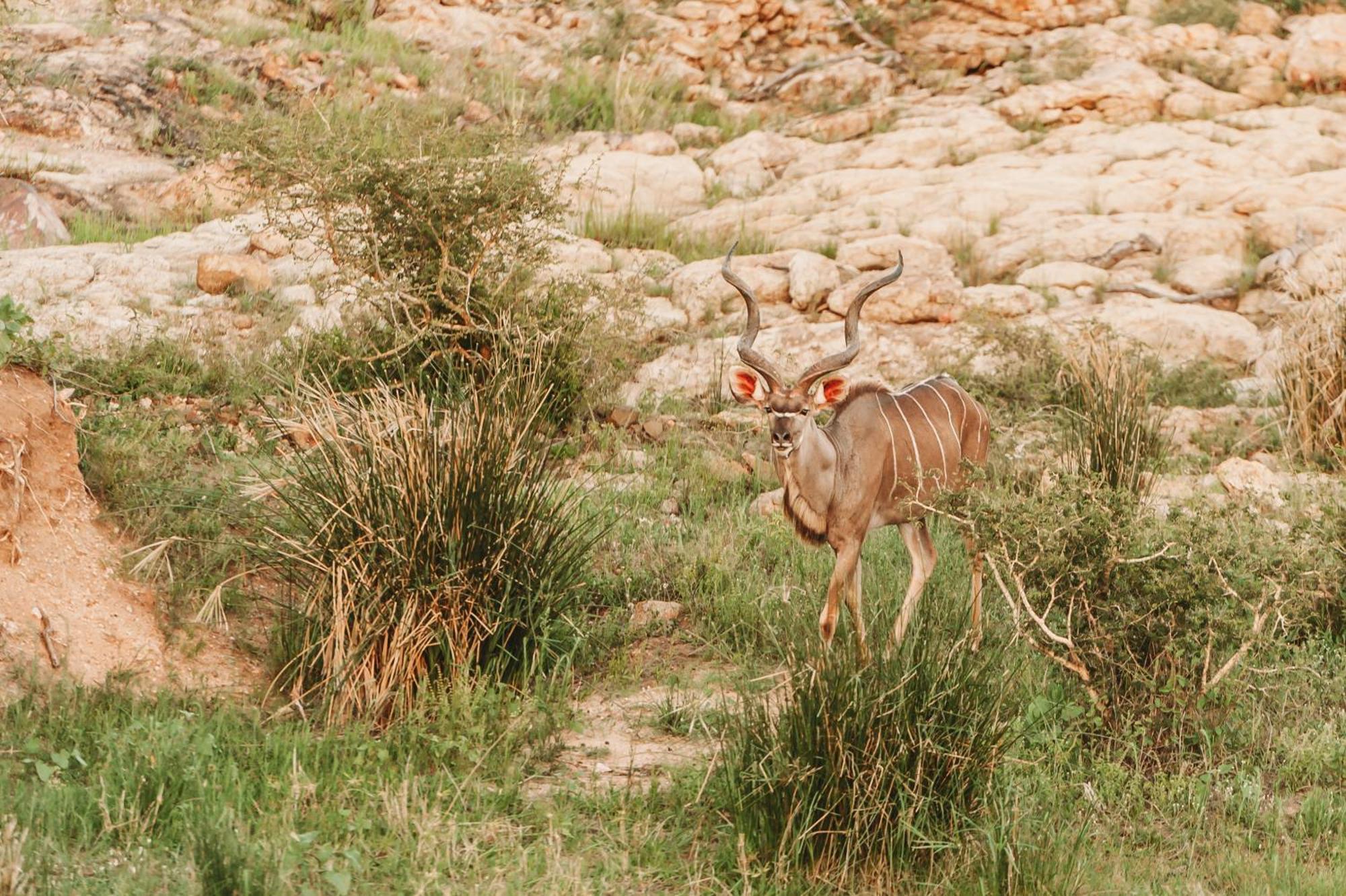 Maroelani Lodge- Greater Kruger Private Reserve Hoedspruit Εξωτερικό φωτογραφία